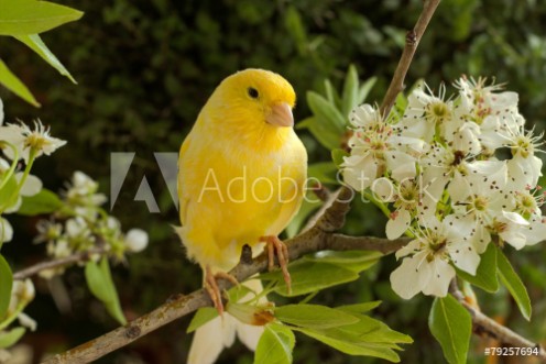 Afbeeldingen van Canary on a branch of a flowering pear